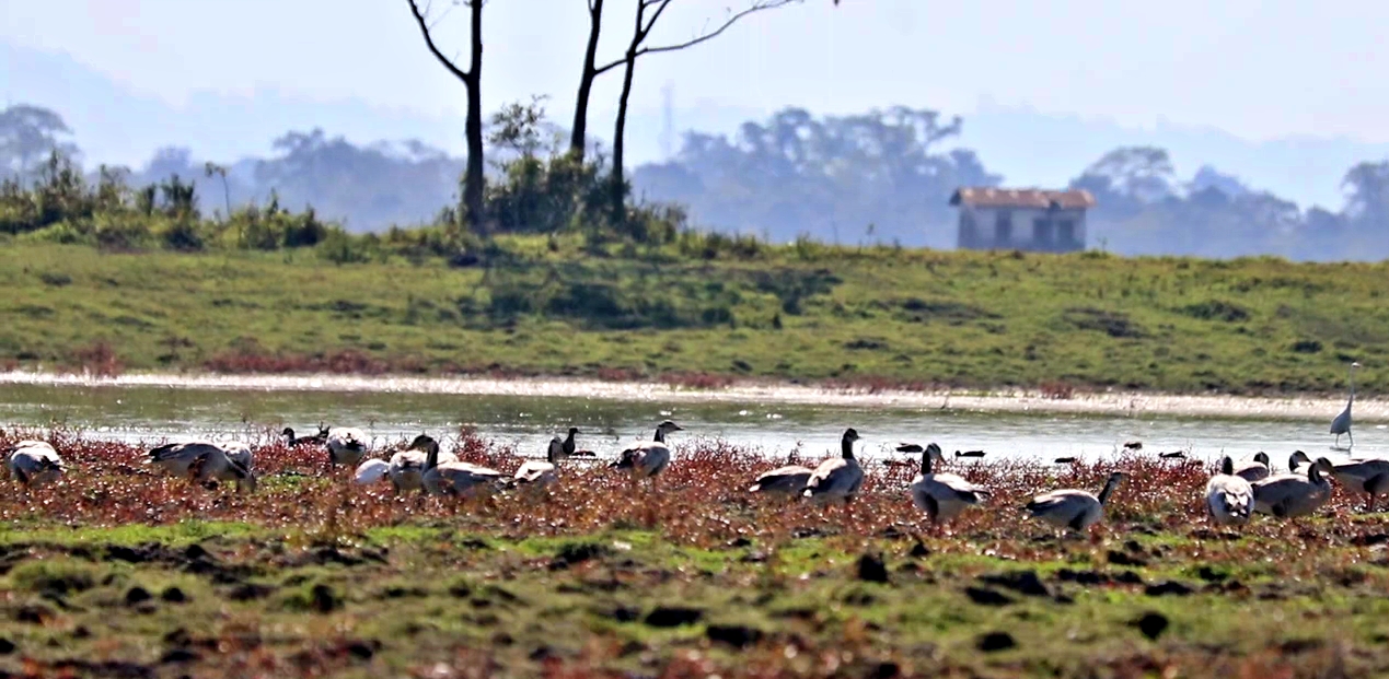 Kaziranga national park