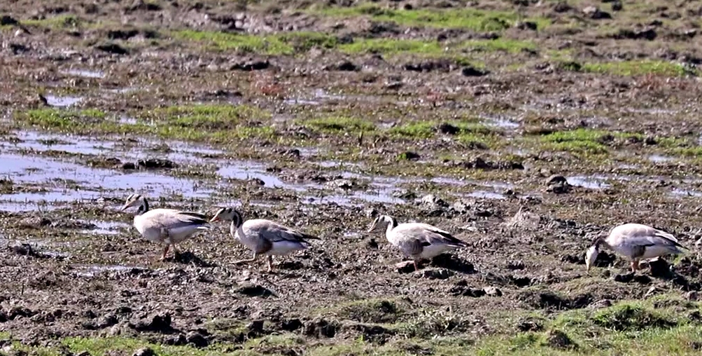 Kaziranga national park