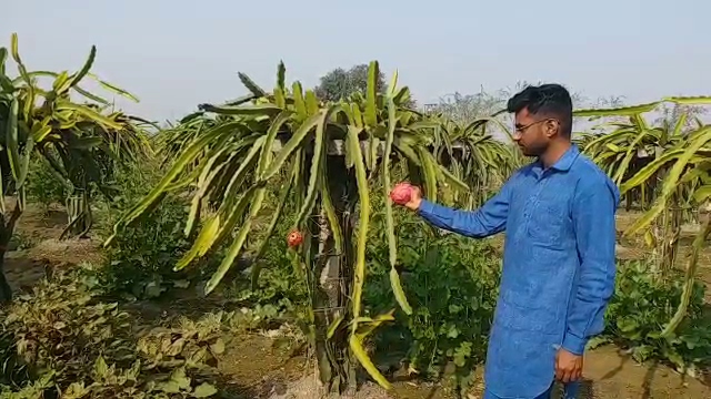 dragon fruit farming in Karnal