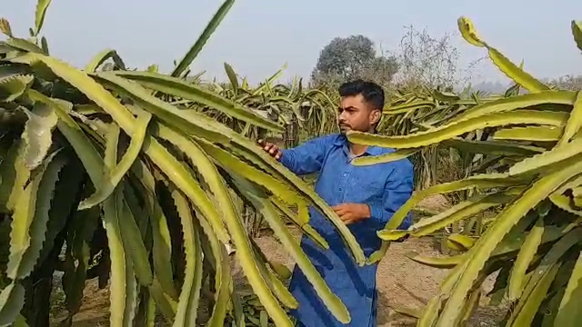 dragon fruit farming in Karnal