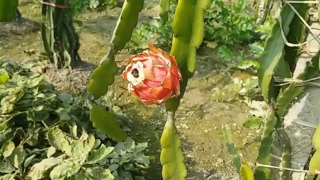 dragon fruit farming in Karnal