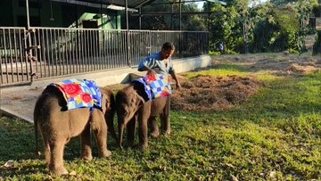 Baby elephants wear blankets