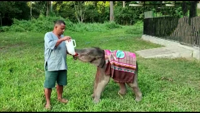 Baby elephants wear blankets