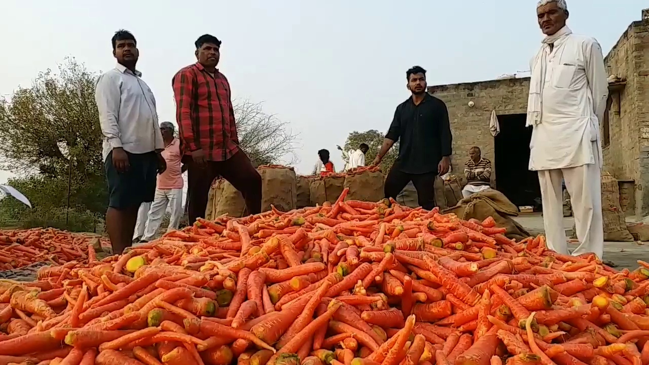 carrot farming machine Hisar