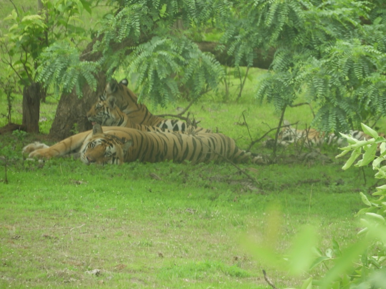 Satpura Tiger Reserve