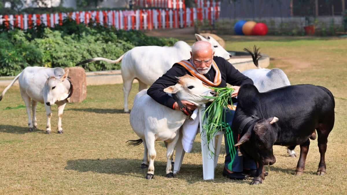 ಗೋವುಗಳಿಗೆ ಮೋದಿ ಆಹಾರ