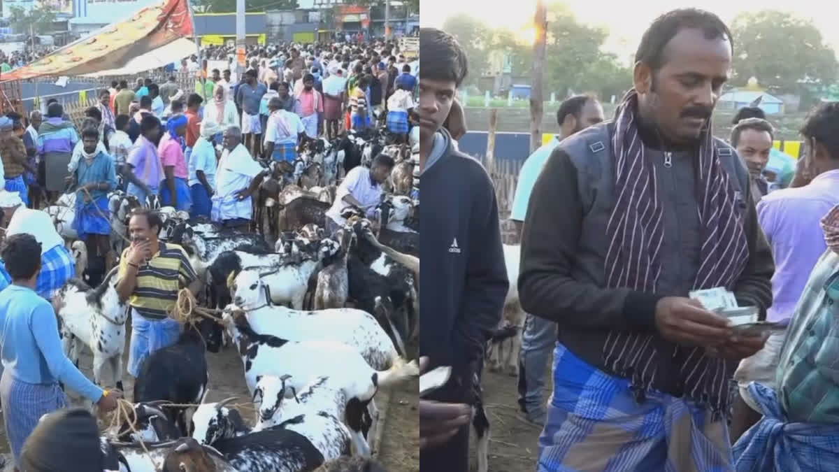 Huge sales at Ettaiyapuram Goat Market Goats sold up to Rs 7 crore