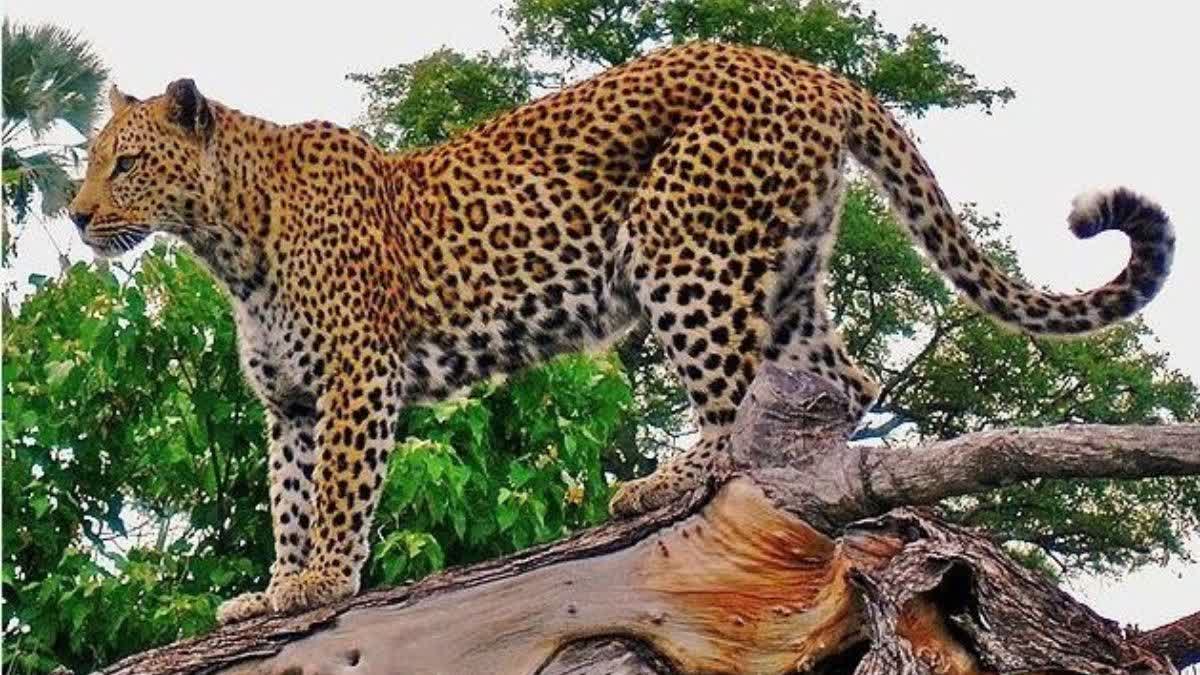 Leopard made victim of woman