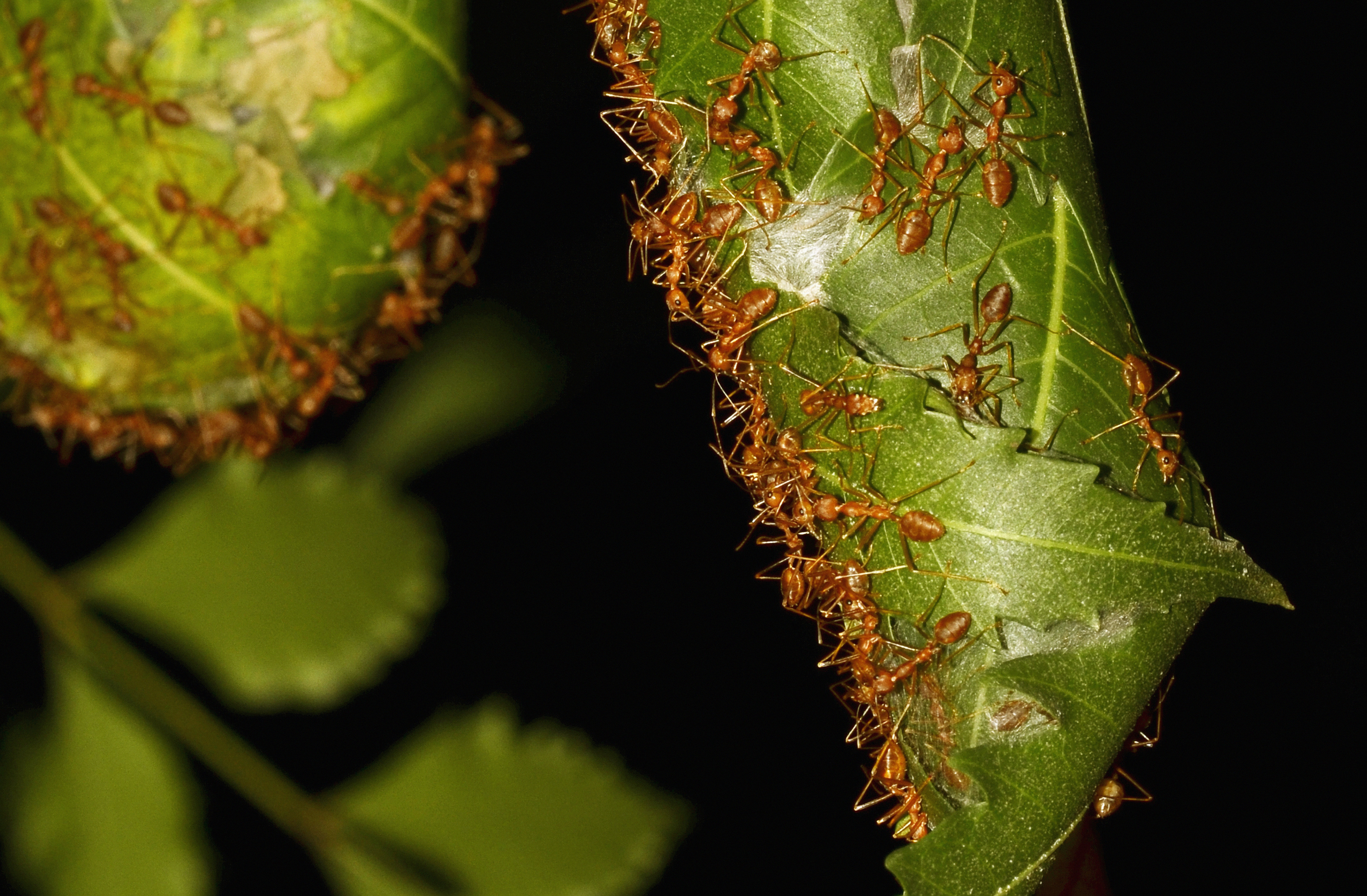 Red Weaver Ant