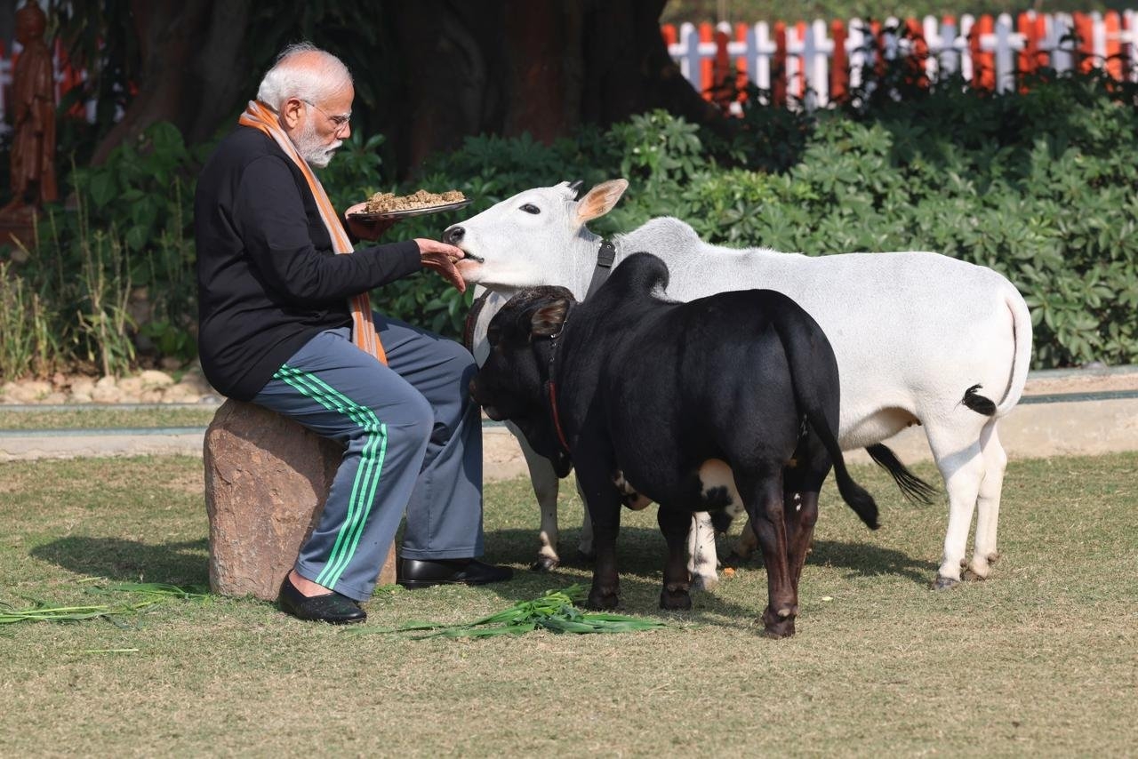 ಗೋವುಗಳಿಗೆ ಸಿಹಿ ತಿನಿಸು