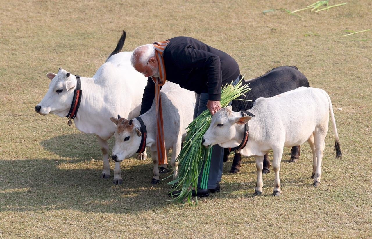 ಗೋವುಗಳಿಗೆ ಹುಲ್ಲು ತಿನ್ನಿಸುತ್ತಿರುವ ಪ್ರಧಾನಿ