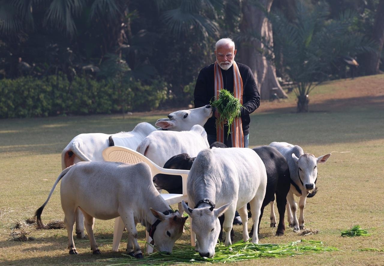 ಗೋವುಗಳೊಂದಿಗೆ ಪ್ರಧಾನಿ ಮೋದಿ