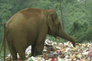 Elephants in Munnar  waste treatment center  മൂന്നാറില്‍ കാട്ടാനകള്‍  മാലിന്യ സംസ്‌ക്കരണ കേന്ദ്രം