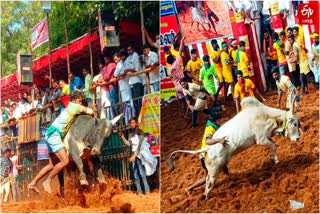 madurai avaniyapuram jallikattu