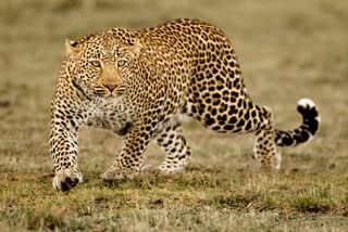 Dewas leopard Riding Case