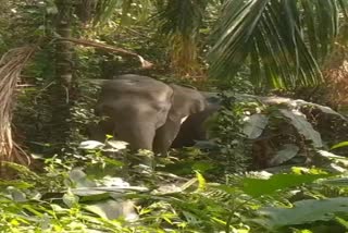 WILD ELEPHANT ROAM FREE