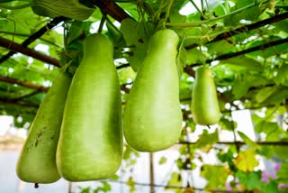 Bottle Gourd Benefits