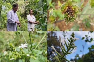 Medicinal Plant in Idukki  Medicinal Plant in Idukki Kanjiyar  ഔഷധ ചെടി കൃഷി  ഇടുക്കി കാഞ്ചിയാർ ഔഷധ ചെടി കൃഷി