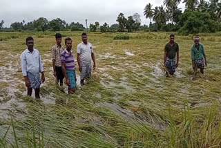 samba-cultivation-affected-heavy-rains-in-mayiladuthurai