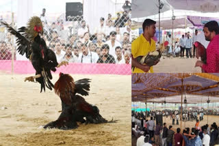 As part of Bhogi festival celebrations, various districts in Andhra Pradesh witnessed the commencement of large-scale cockfights attracting participants and enthusiasts from different regions. The festival, traditionally known for its cultural significance, has taken on an additional dimension with the spirited inclusion of cockfighting in districts such as Krishna, Guntur, West Godavari and East Godavari.