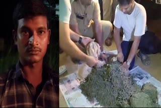 മഞ്ചേരിയിൽ വൻ കഞ്ചാവ് വേട്ട  excise raid in Manjeri  Marijuana  കഞ്ചാവ് വിൽപന