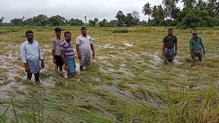 samba-cultivation-affected-heavy-rains-in-mayiladuthurai