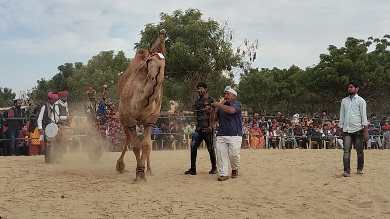 International Camel Festival