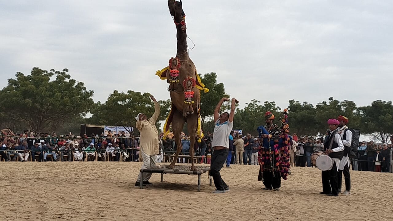 International Camel Festival