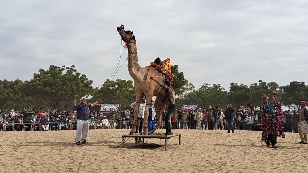 International Camel Festival