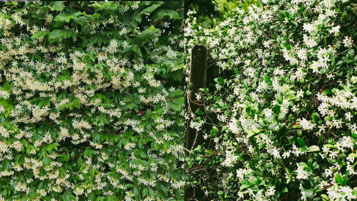 Night queen flowers are full of medicinal properties, according to research it is beneficial for many diseases