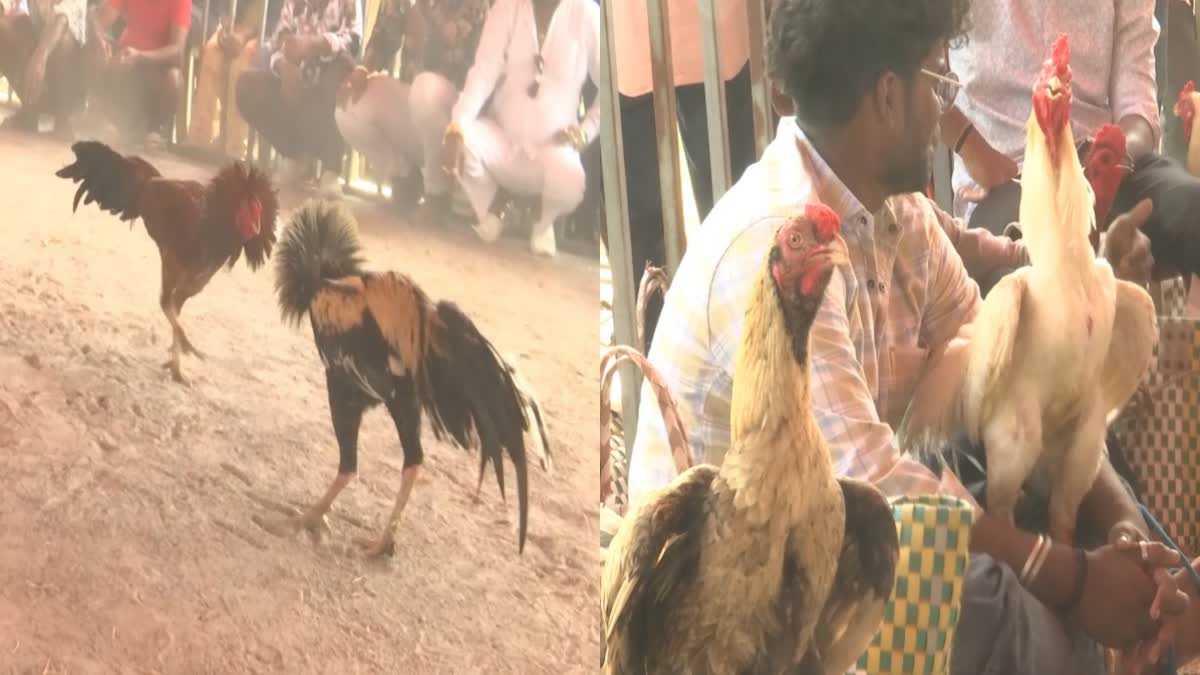 sankranti_cockfights