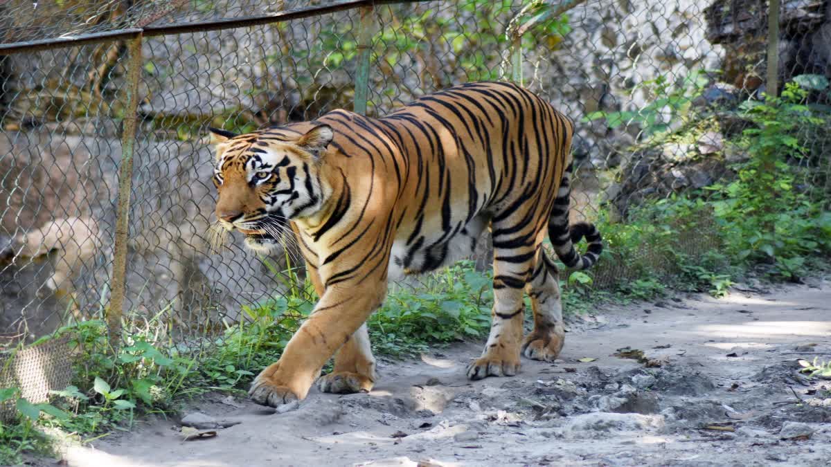 TIGER ATTACK IN WAYANAD  പുല്‍പ്പള്ളിയില്‍ കടുവയുടെ ആക്രമണം  ANIMAL ATTACK IN WAYANAD  LATEST NEWS IN MALAYALAM