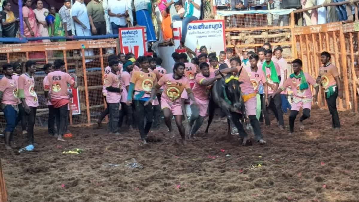 AVANIYAPURAM JALLIKATTU NEWS