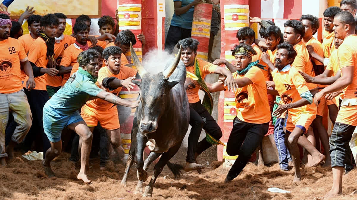 BULL TAMING SPORT  Tractor Car On Prize List  Pongal  Vadivasa