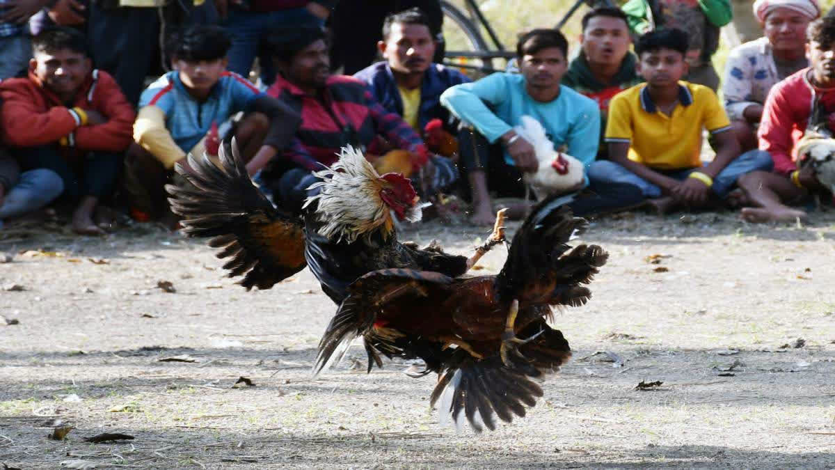 Makar Sankranti: Cockfight & Gambling Events Thrive In Andhra; Winners Get EVs, Bullets & More