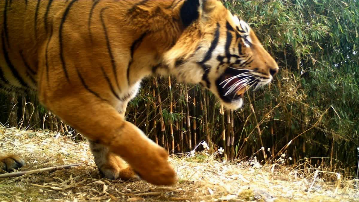 TIGER FOOTPRINTS FOUND IN MAIPITH