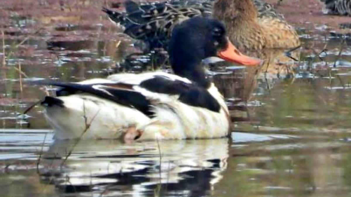 After a 10-year absence, the Common Shelduck has returned to Keoladeo National Park, with experts citing ample water resources as a key factor in its arrival.