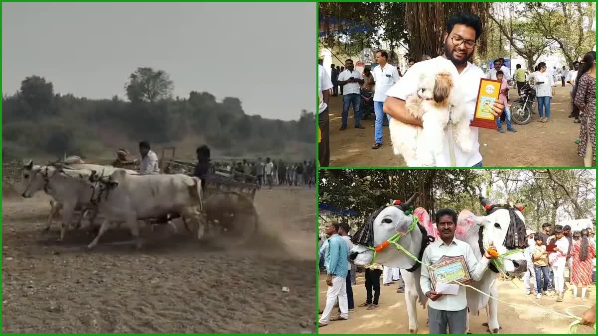 Animal Beauty Contest in Warangal