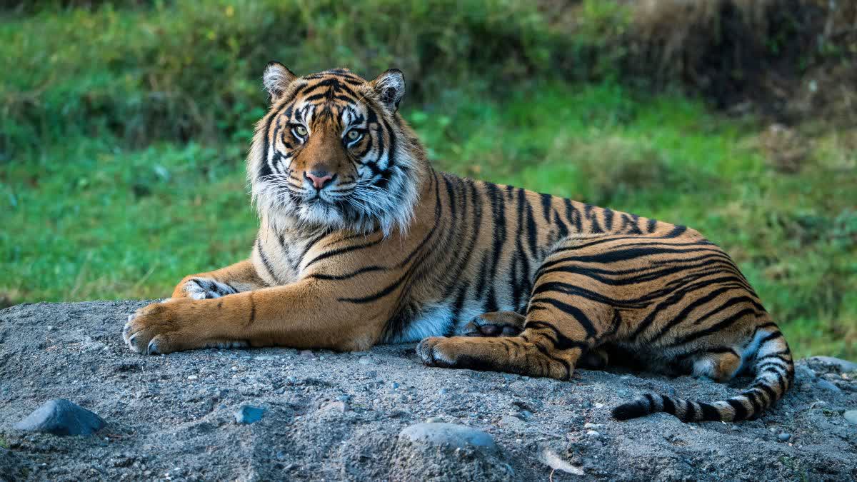 AI MONITOR TIGERS IN FOREST