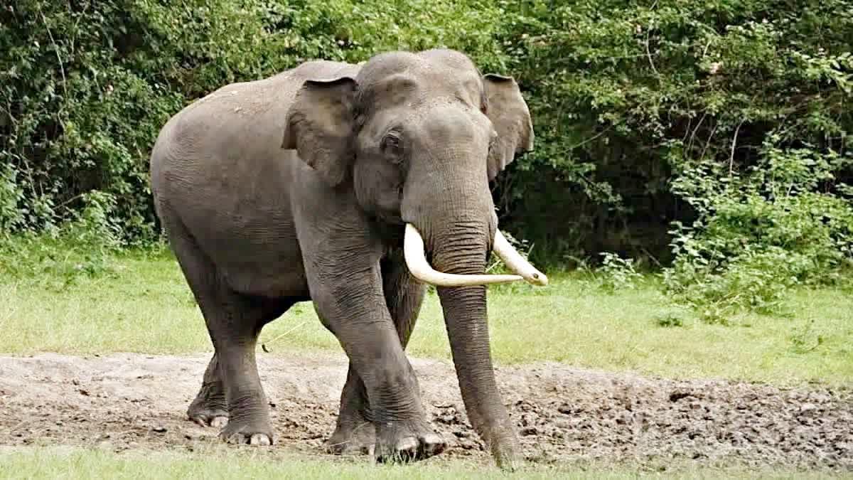 Elephant Death in Question