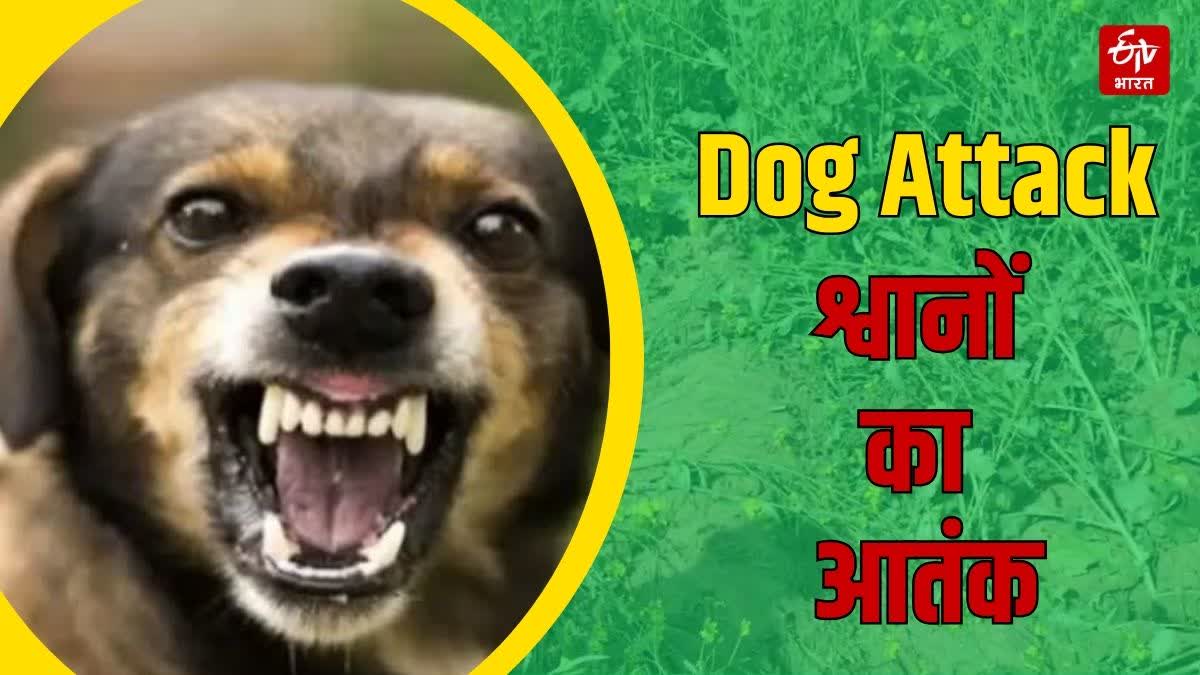 Dog Attack