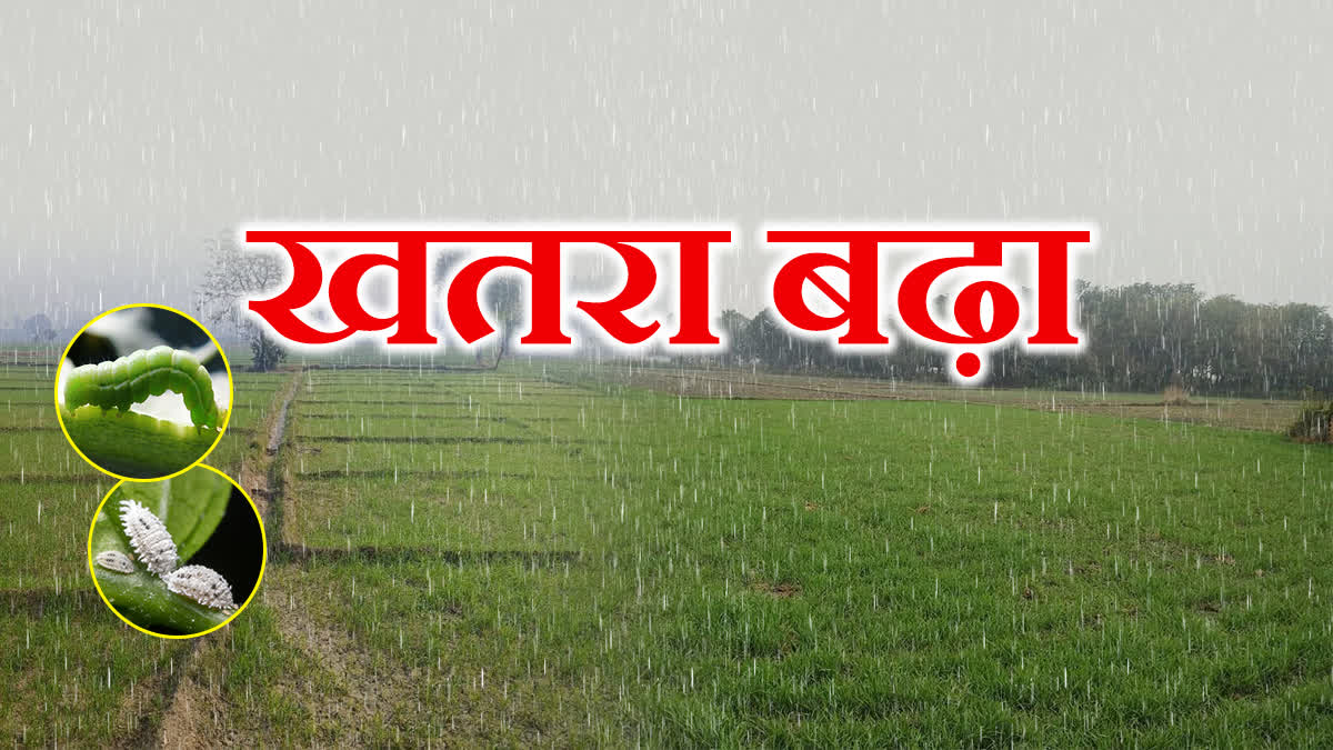 SAGAR RAIN CAUSE DAMAGE RABI CROP