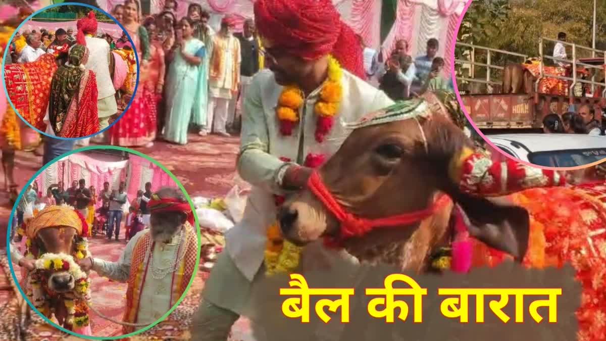 UJJAIN COW BULL UNIQUE WEDDING