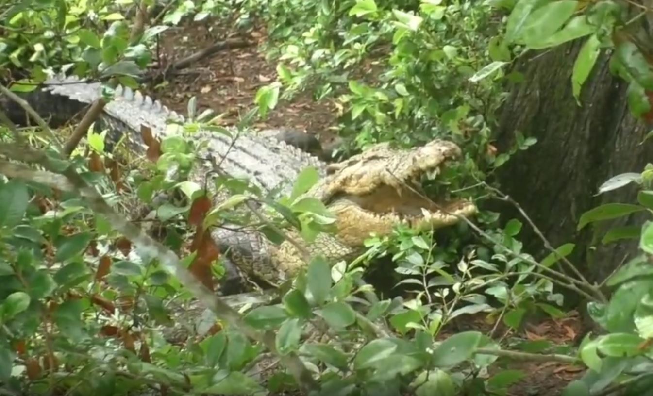 Bhitarkanika National Park