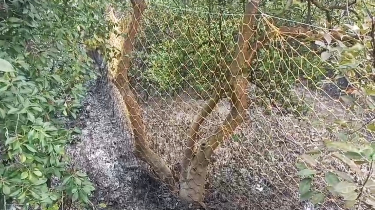 TIGER FOOTPRINTS FOUND IN MAIPITH