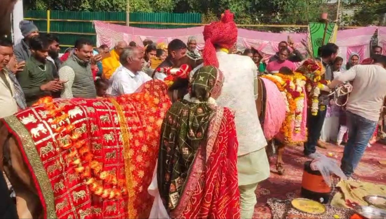 UJJAIN COW BULL UNIQUE WEDDING