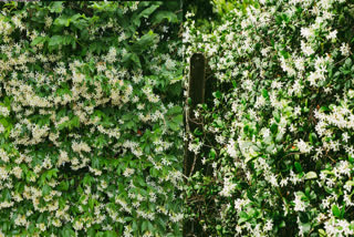 Night queen flowers are full of medicinal properties, according to research it is beneficial for many diseases