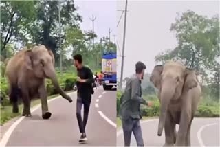 WILD ANIMAL HARASSEMENT  ELEPHANT ATTACK REASON  വന്യജീവി ആക്രമണം പ്രത്യാഘാതം  ആന ആക്രമണം