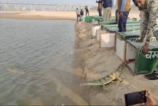 Chambal Gharial Sanctuary