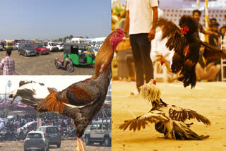 Sankranti Celebrations